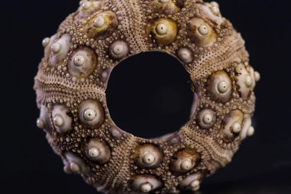 Sea shell details — Stock Image Sea shell details Stock Photo