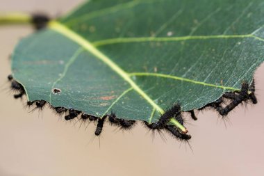 tırtıl istilası bir tesisi