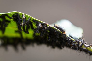 tırtıl istilası bir tesisi