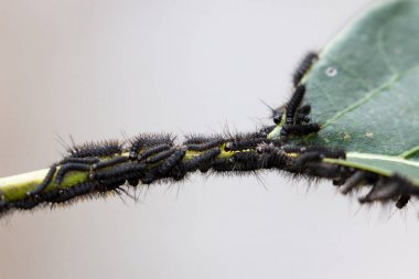 tırtıl istilası bir tesisi