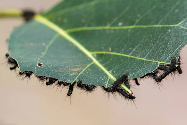 tırtıl istilası bir tesisi