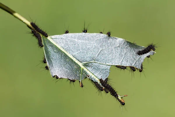Caterpillar besmetting op een plant — Stockfoto