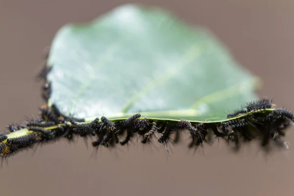 Caterpillar infestation på en växt — Stockfoto