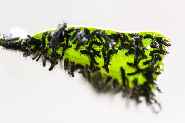 Infestation par la chenille sur une plante — Photo