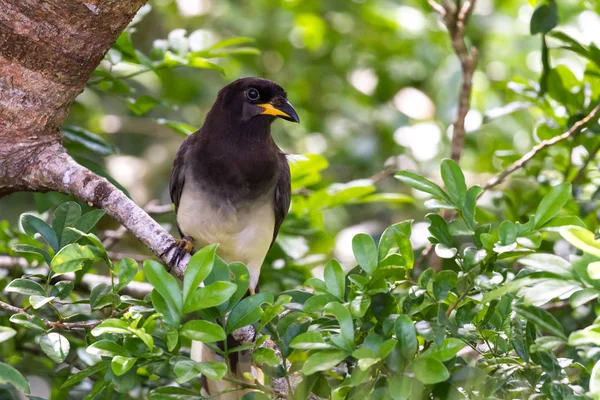 Psilorhinus morio - brown Jay — Zdjęcie stockowe