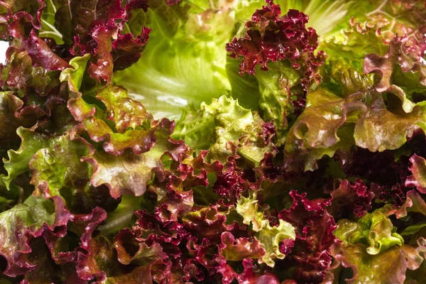 Краснолистный салат — стоковое фото