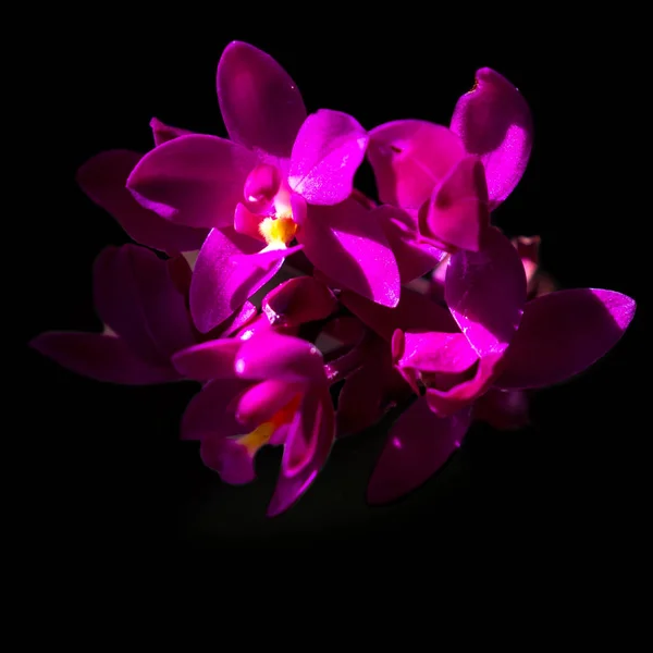 Kleine paarse orchideeën — Stockfoto