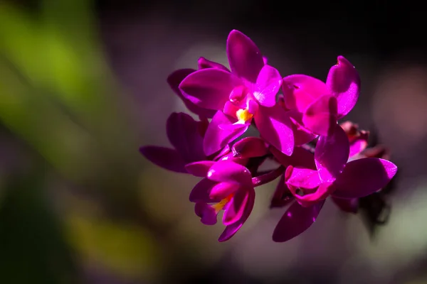 Small purple orchids — Stock Photo, Image
