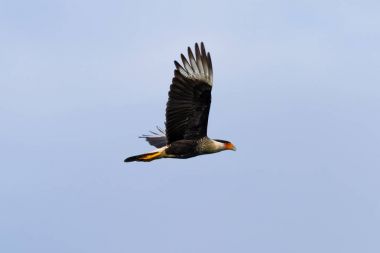 Kuzey tepeli caracara - Caracara cheriway 