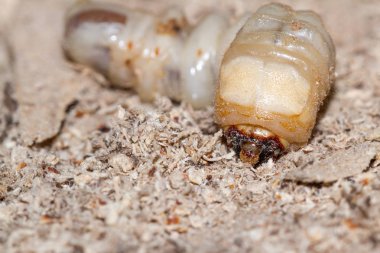 Yuvarlak başlı matkap larva