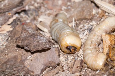 Yuvarlak başlı matkap larva