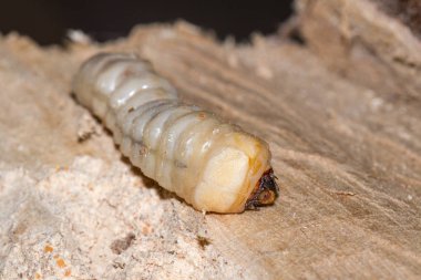 Yuvarlak başlı matkap larva