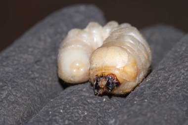 Yuvarlak başlı matkap larva