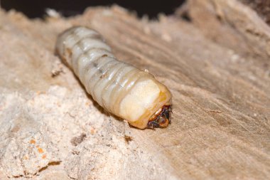 Yuvarlak başlı matkap larva