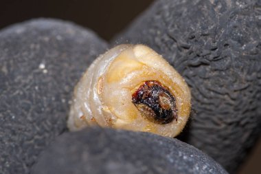 Yuvarlak başlı matkap larva