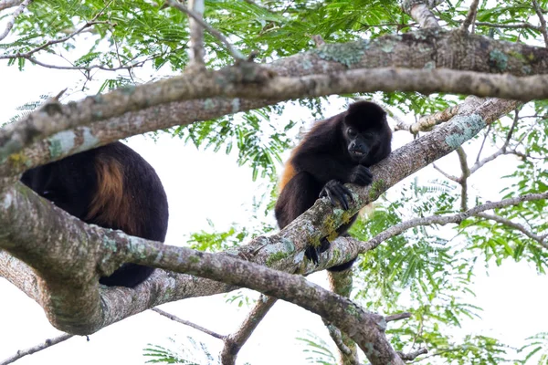 Kosta Rika 'daki Howler Maymunu — Stok fotoğraf