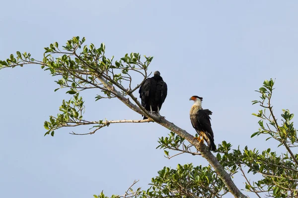 Northern crested caracara - caracara cheriway — Stock Photo, Image