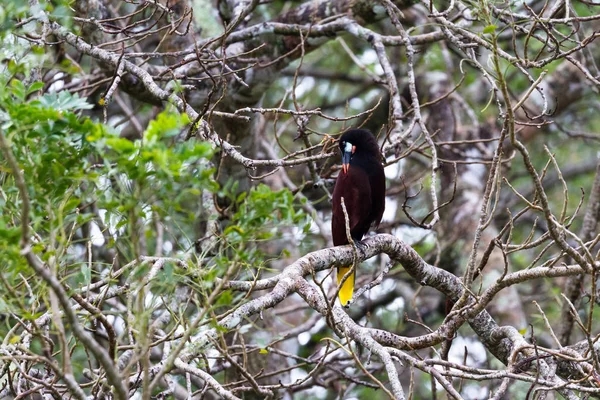 검은 oropendola-Psarocolius guatimozinus — 스톡 사진