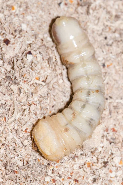 Larva de barrenador de cabeza redonda — Foto de Stock