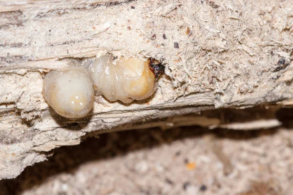 Larva de barrenador de cabeza redonda —  Fotos de Stock