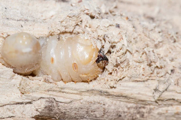 Kole v čele Borer larva — Stock fotografie