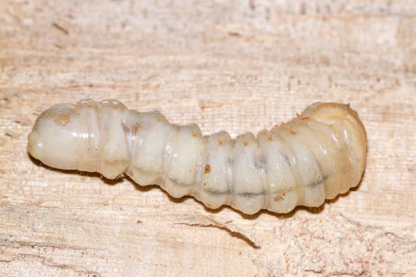Kole v čele Borer larva — Stock fotografie