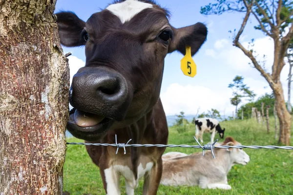 Milchkuh auf der Weide — Stockfoto