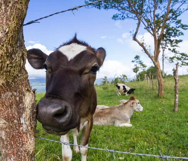 Vacca da latte in un pascolo — Foto Stock