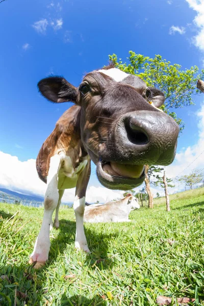 Vaca lechera en un pasto — Foto de Stock