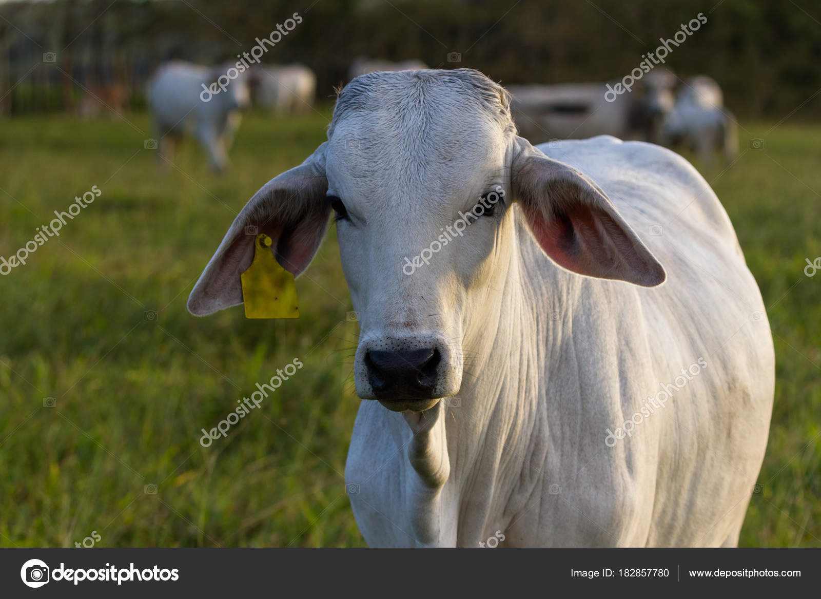 Brahman Cattle South Africa - Kroon Vee Brahmans : The nguni cattle are indigenous to south africa.