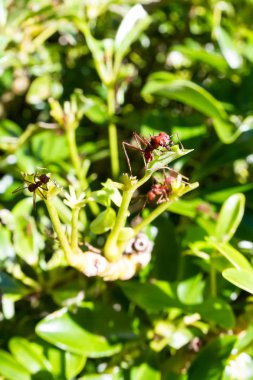 yaprak kesici karıncalar