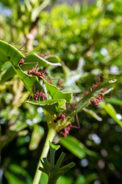 yaprak kesici karıncalar