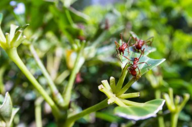 yaprak kesici karıncalar