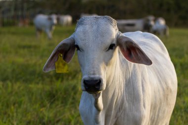 Brahman sığır - Bos Indicus 