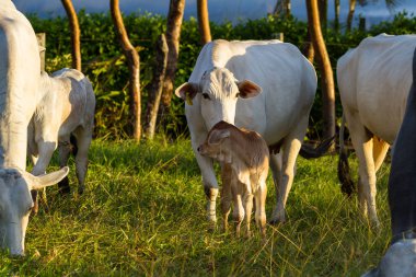 Brahman sığır - Bos Indicus 