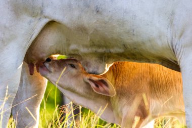 Brahman sığır - Bos Indicus 