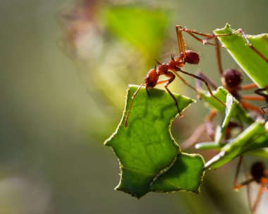 yaprak kesici karıncalar