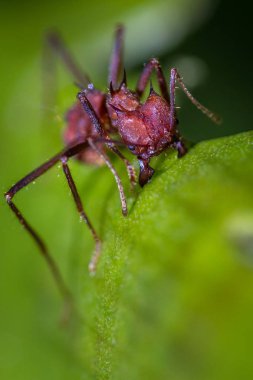 yaprak kesici karıncalar