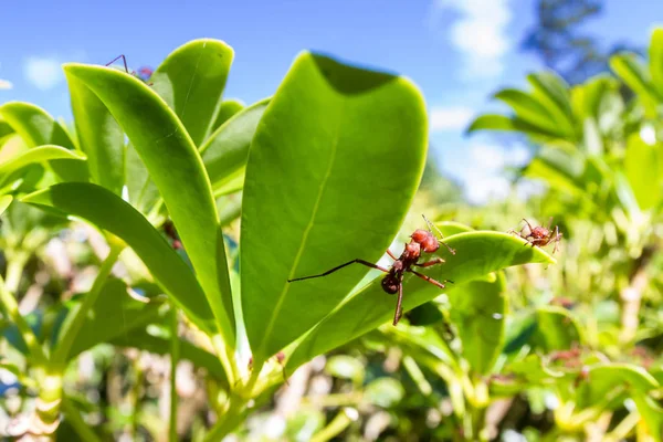 Cortador de hojas hormigas — Foto de Stock
