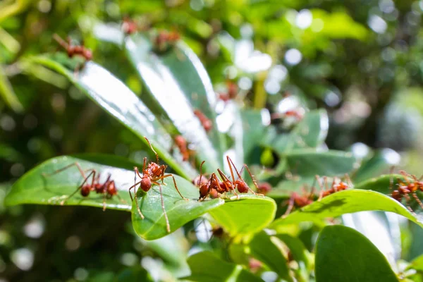 Formigas cortadoras de folhas — Fotografia de Stock