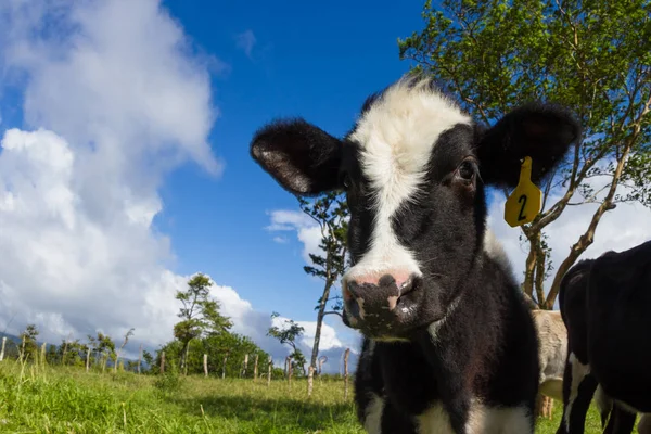 Vacca da latte in un pascolo — Foto Stock