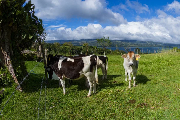 Молочна корова в пасовищі — стокове фото