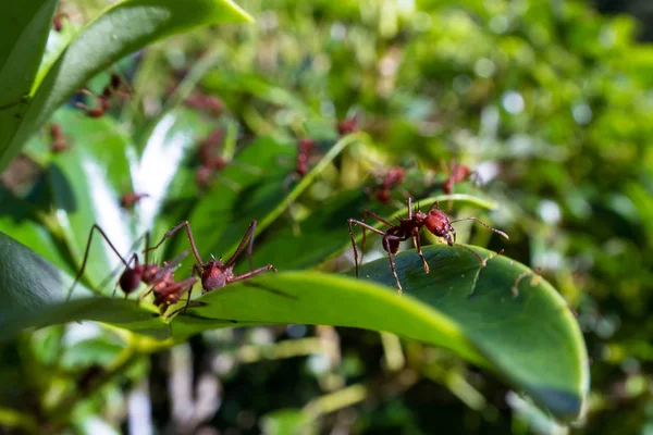 Cortador de hojas hormigas — Foto de Stock