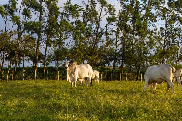 Bovini brahman - Bos Indicus — Foto Stock