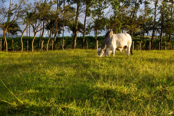 婆罗门牛印度 — 图库照片