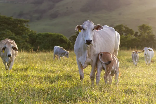 Gado brahman - Bos Indicus — Fotografia de Stock