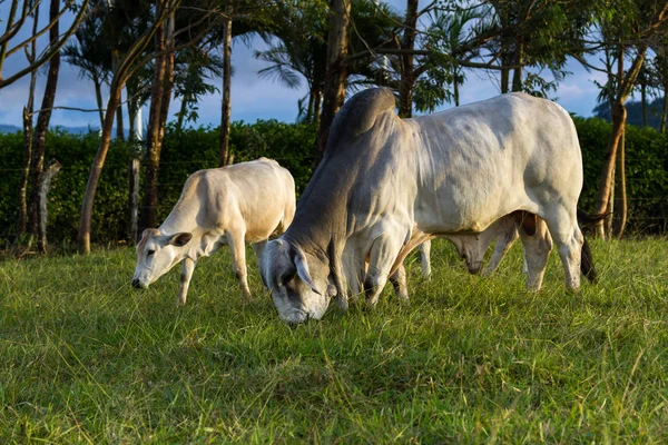 Брахманский скот - Бос Индикус — стоковое фото