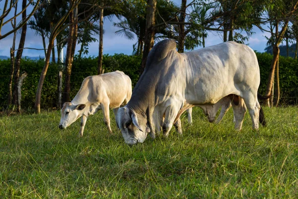 Brahmanische Rinder - bos indicus — Stockfoto