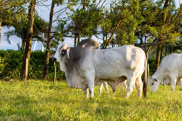 Brahman βοοειδή - Bos Indicus — Φωτογραφία Αρχείου