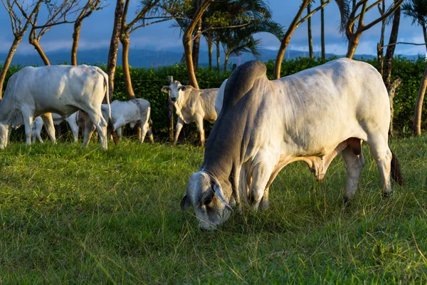 Brahmanische Rinder - bos indicus — Stockfoto